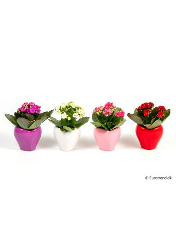 ZZ Ö.KAL ROSALIE FORMA KASPÓS