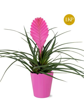 ZZ TILL CY VINCENT KASPÓS