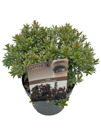 PIERIS JAP LITTLE HEATH