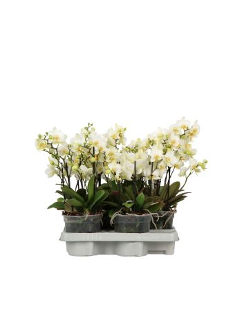 ZZ PHAL BELISSIMO BELLA