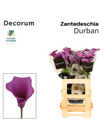 ZANT DURBAN 60CM