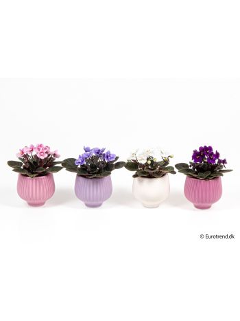 ZZ Ö. SAIN SZÍNES KASPÓS PASZTEL