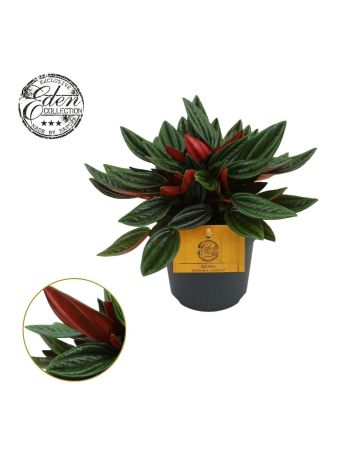 PEPEROMIA ROSSO 12CM