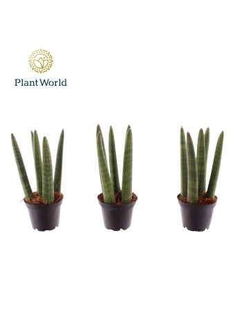 SANSEV CY EGYENES MINI