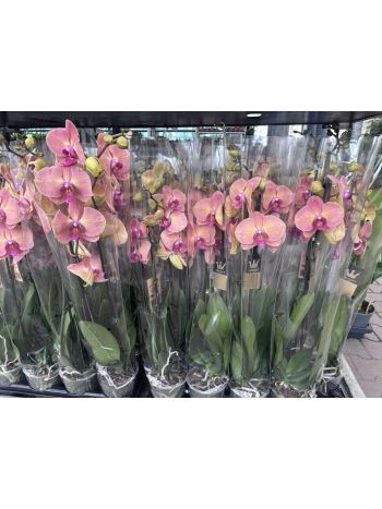 ZZ PHAL 2 ÁG BERNHARD NARANCS