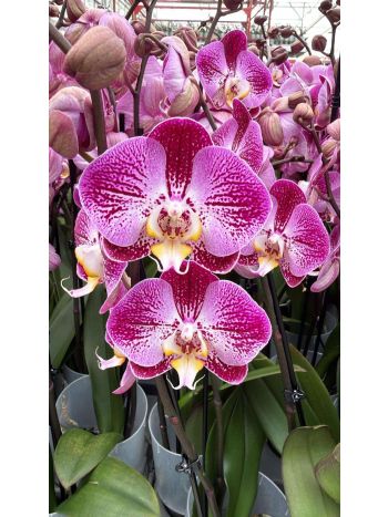 PHAL 2 ÁG BERNHARD SPLASH GORDON