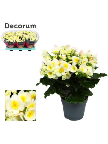 BEG HL VALENTIN WHIT