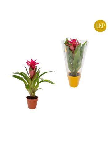 ZZ GUZMANIA ETUDE ROZE