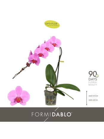 PHAL FORMIDABLO HAVASU