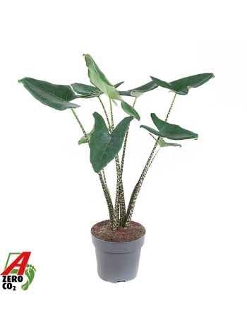 ALOC ZEBRINA AKCIO