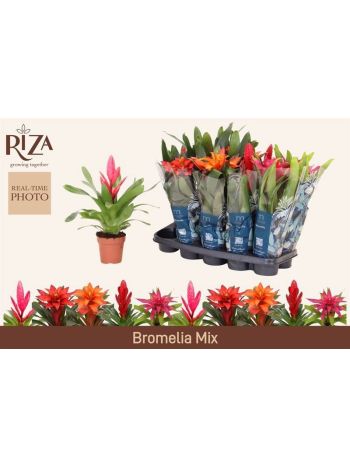 BROMELIA GEM