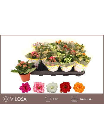 KAL ROSALIE 8 CM