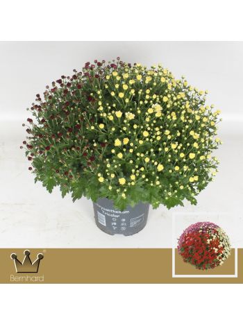 CHRYS TRICOLOR GÖMB MIX BERNH P