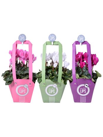 ZZ CYCL MIX TASKA MORELIPS