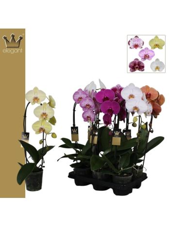 PHAL 1 ÁG CASCADE BERNH