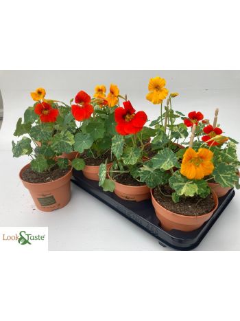 TROPAEOLUM MAJUS