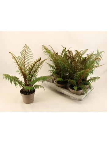 CYATHEA TOMENTOSISSI
