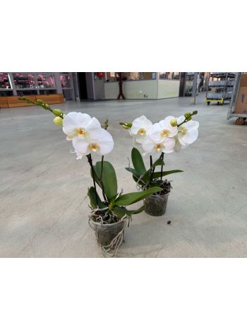 PHAL BIG WHITE 15 CM