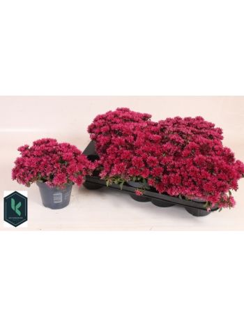 SEDUM SPU SPOT D ROS