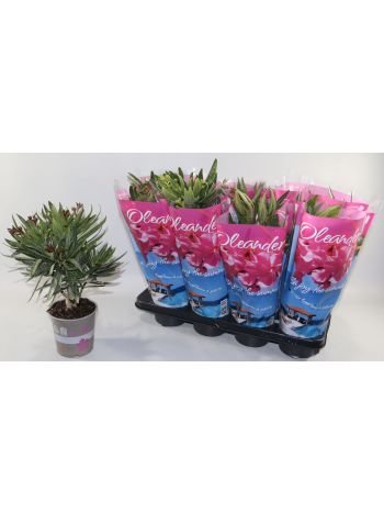 NERIUM OLEANDER