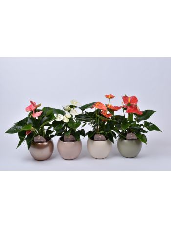 ZZ ANTH KASPÓS XL-FLOWERS