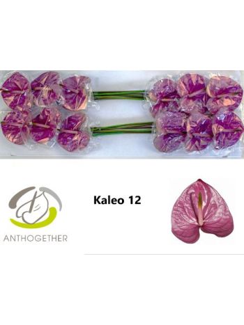 ANTH A KALEO *12