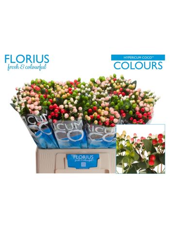 HYP COCO COLOURS GEM 60CM