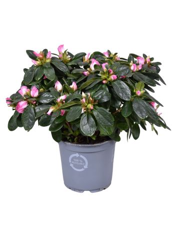 RHODO PINK