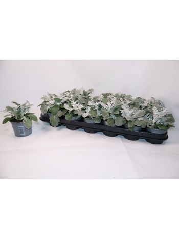 SENECIO SILVERDUST