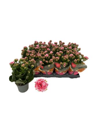 KAL GE ROSE FL ESME