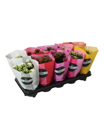 ZZ KAL ROSALIE GOODIE