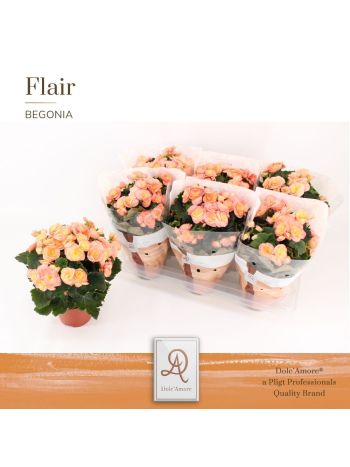 ZZ BEG DU HAILEY SUNSET