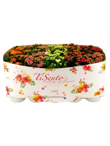 KAL ROSALIE GARDEN TISENTO