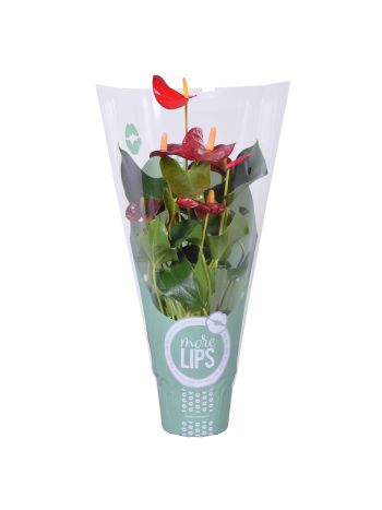 ZZ ANTH PICCOLO JUST PERFECT