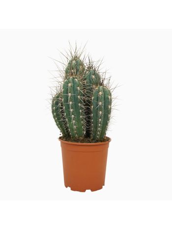 STETSONIA CORYNE AKCIO