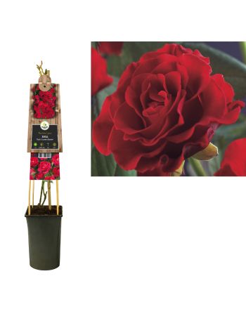 ROSA PAUL'S SCARLET CLIMBER