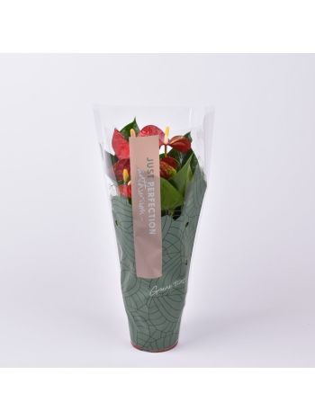 ZZ ANTH SIERRA JUST PERFECT