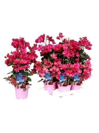 ZZ BOUGAINV PYRAMID PINK
