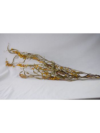 mimóza levelei 50-65 cm D3017200