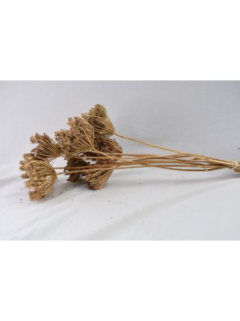 Apiales szárított 45-75 cm D3018600