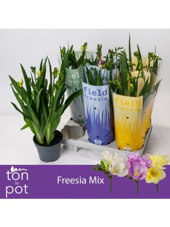 FREESIA MIX