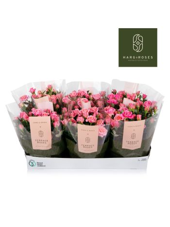 RO KORD FLIRT PINK AKCIO
