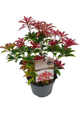 PIERIS JAP MOUNTAIN FIRE