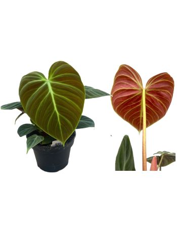 PHIL EL CHOCO RED