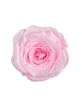 ZZ A TARTÓSRÓZSA LL PIN 99