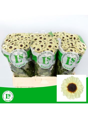 CHR SAN PATRESE CREAM