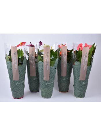 ZZ ANTH MIX JUST PERFECT XL-FLOWERS