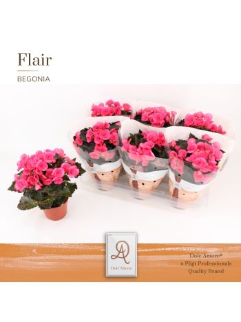 BEG ADONIA PINK