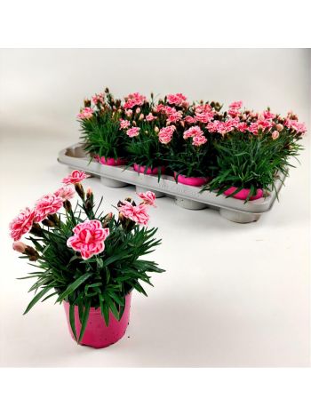 ZZ DIAN RASPBERRY EYES