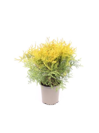 THUJA OCC GOLDEN GLOBE